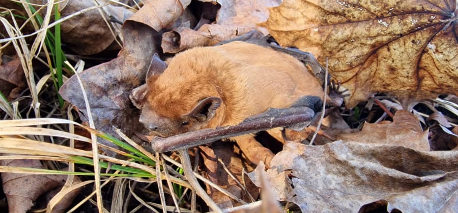 2026-03-23- Image 2026-03-09 at 21.39.11.jpeg